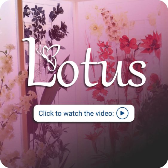 Lotus Imports