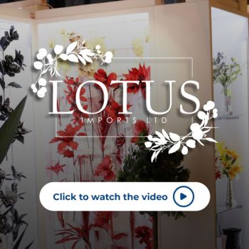 Lotus Imports